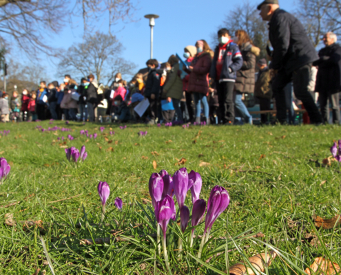 Krokusse blühen auf einer Wiese