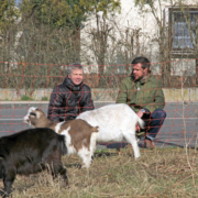 Ziegen stehen auf einer Wiese.